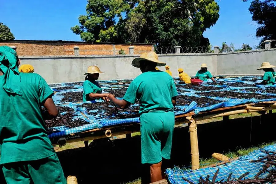 Séchage de la vanille Bourbon au soleil à Madagascar